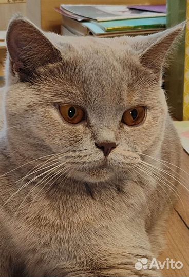 Необычного окраса котейка