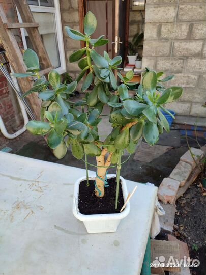 Крассула толстянка