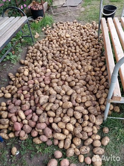 Продам картофель