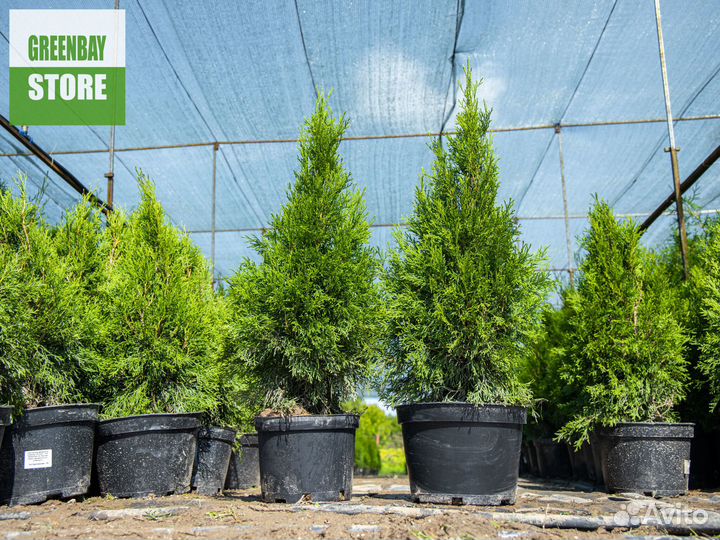 Туи смарагд 0,8 м свежая копка 2023