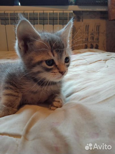 Отдам бесплатно котика