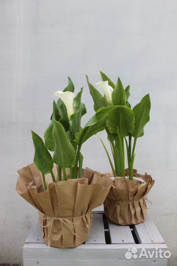 Калла в горшке нидерланды