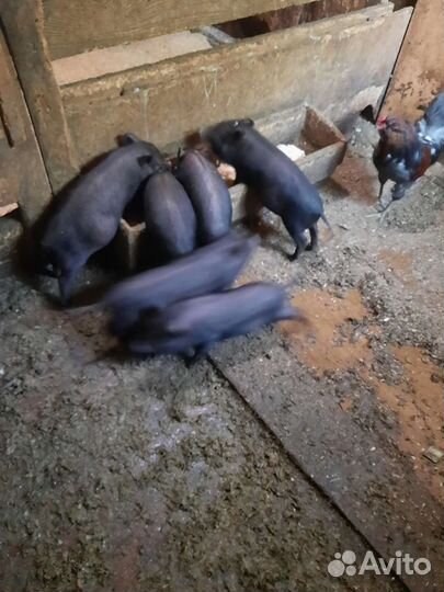 Вьетнамские вислобрюхие свиньи