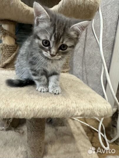 Кошки котята шотландские вислоухая