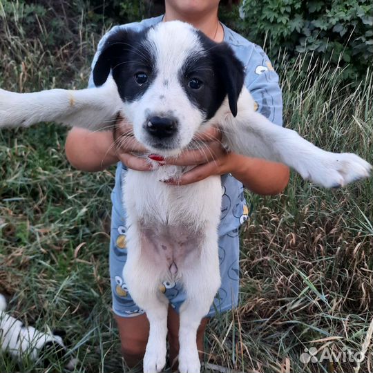 Собака в добрые руки отдам бесплатно, Олеся