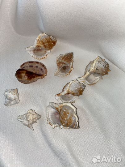 Рковины морские набор