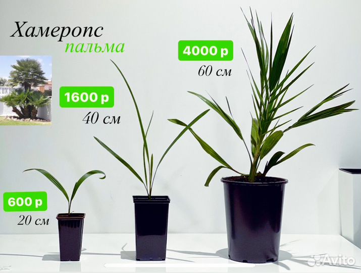 Пальмы пророщенные разные саженцы семена