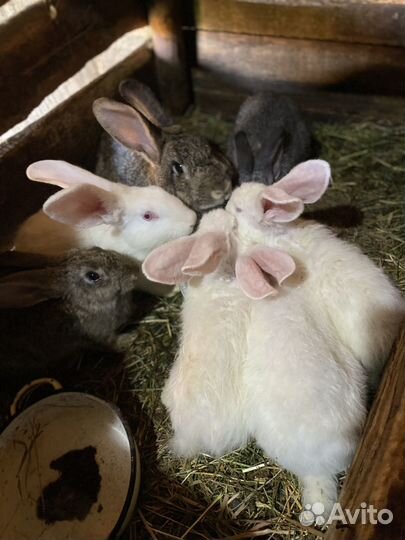 Кролик великаны