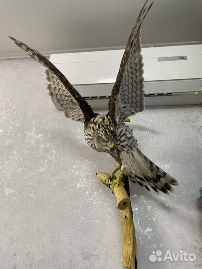 Чучело ястреба