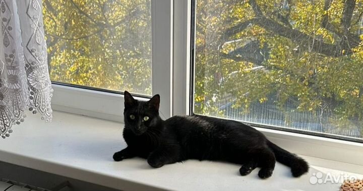 Отдам бесплатно