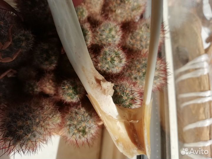 Череп птицы