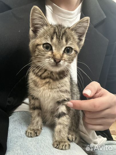 Котенок (мальчик) в добрые руки