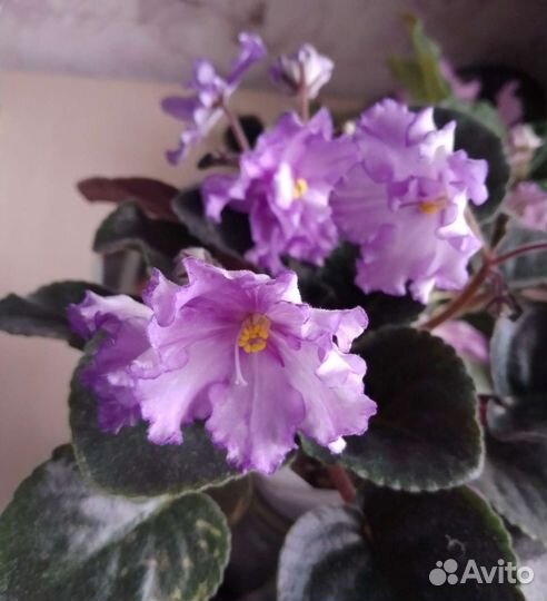 Фиалки цветущие