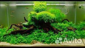 Обслуживание/чистка аквариумов