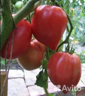 Семена коллекционных томатов минусинские