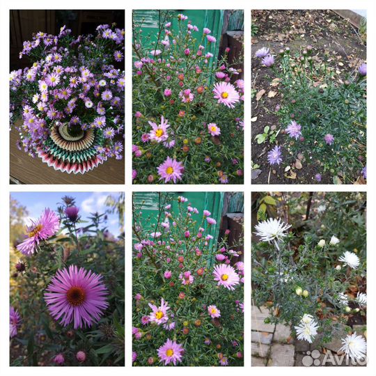 Цветы многолетние