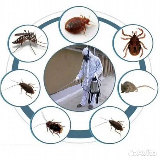 Дезинсекция, дезинфекция, уничтожение насекомых