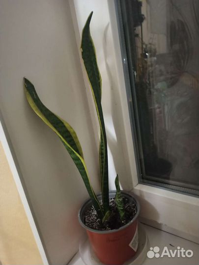 Сансевиерия