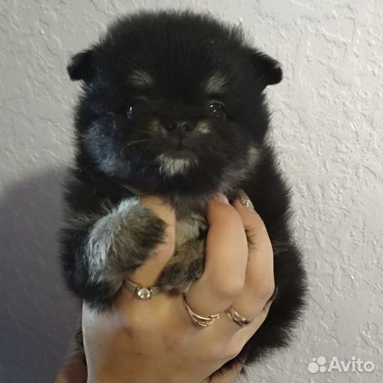 Щенки померанского шпица