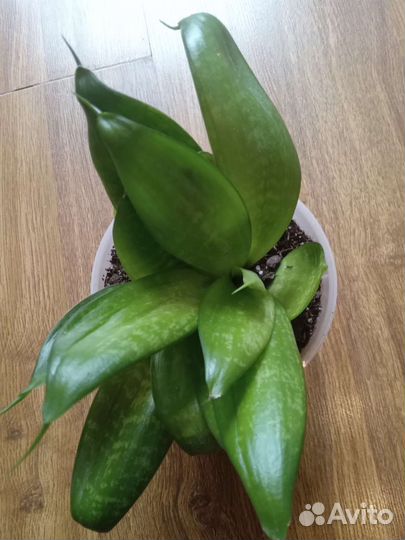 Сансевиерия ханни