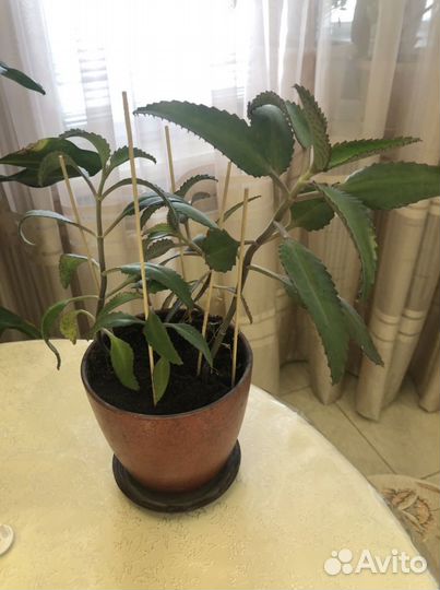 Каланхоэ лечебный