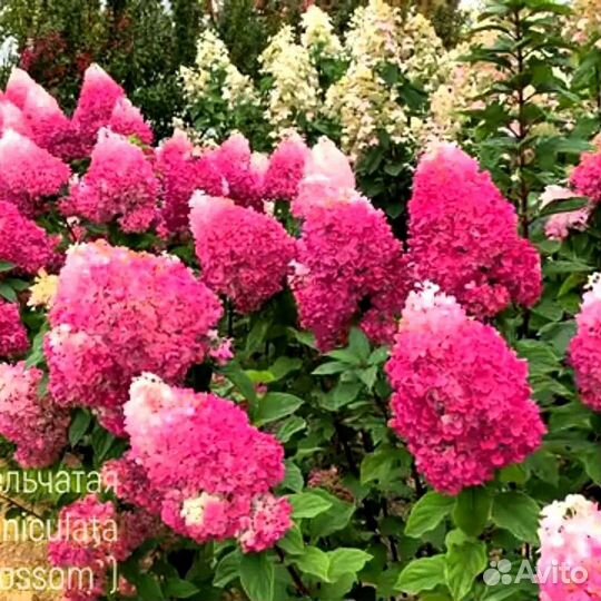 Гортензии метельчатые