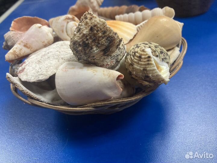 Морские ракушки раковины