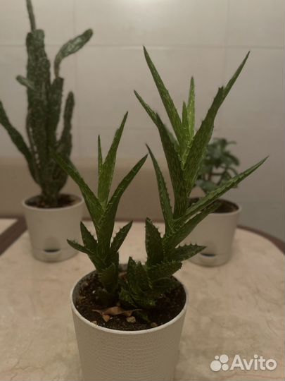 Кактусы и суккуленты