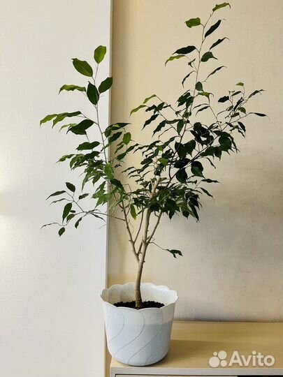 Комнатные растения (часть 2)