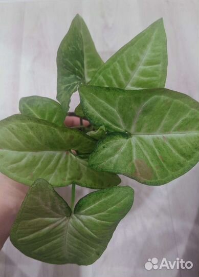 Сингониумы сортовые