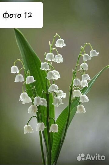 Многолетние цветы 2