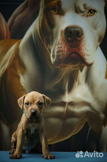 Щенки американского пит-бультерьера