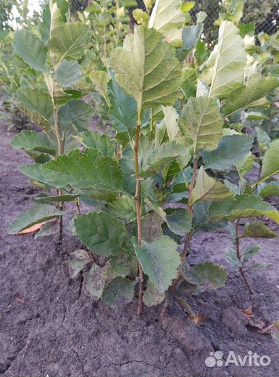 Сеянцы боярышника