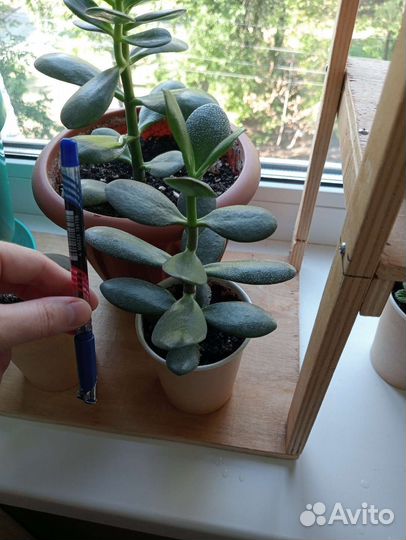 Денежное дерево