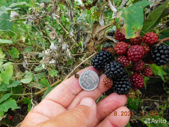 Саженцы ежевики садовой бесшипой