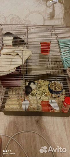 Крысы с клеткой