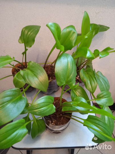 Дримиопсис