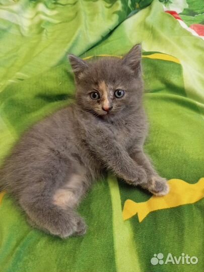 Кошка бесплатно