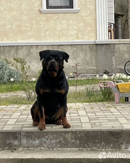 Щенки ротвейлера