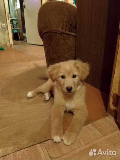 Щенок ищет семью