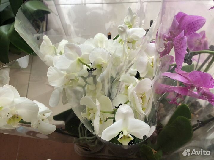 Орхидея дендробиум