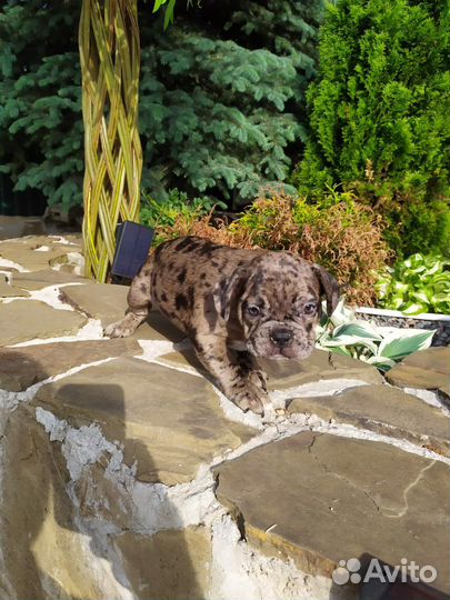 Французский бульдог щенки