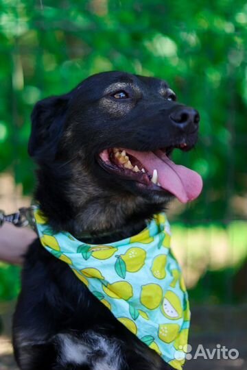 Собака в добрые руки