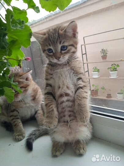 Котятки шотландские