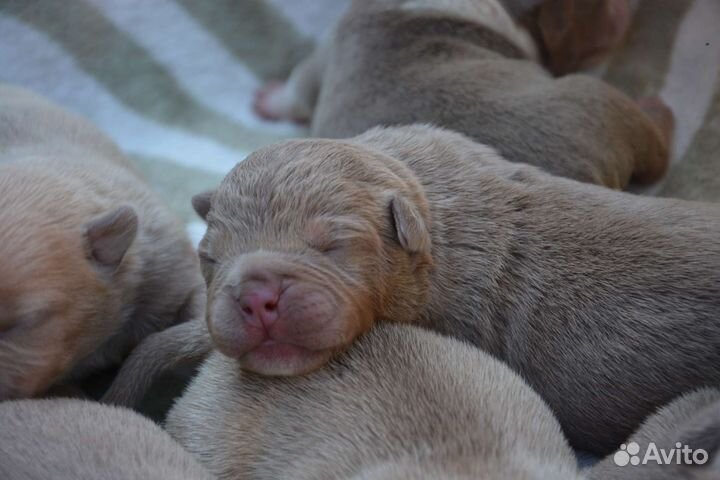 Щенки Американский булли