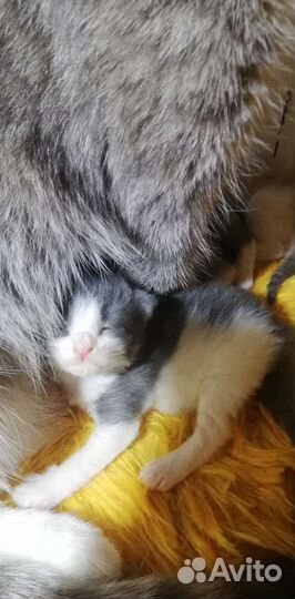 Котёнок в добрые руки