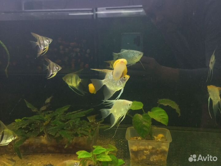 Аквари.Ru.рб