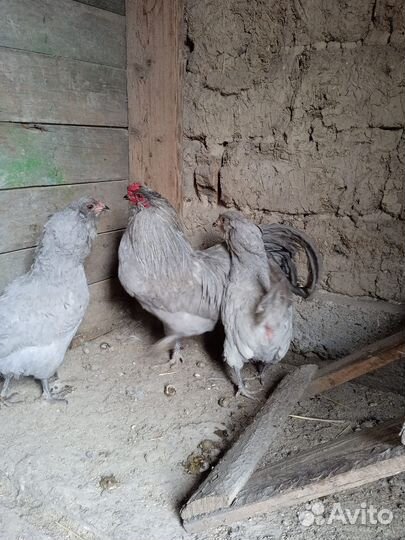 Амераукана,петухи, яйцо, цыплята