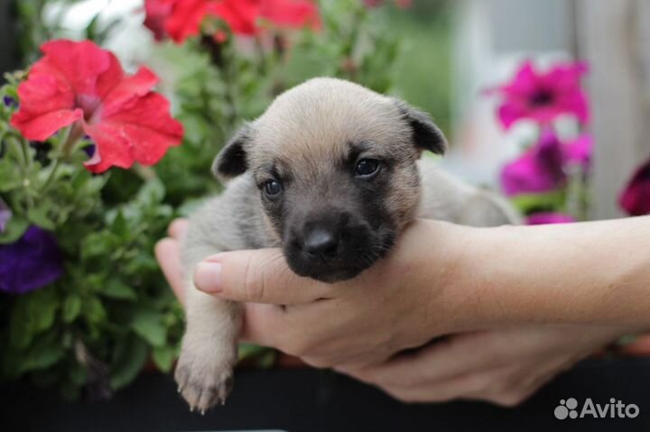 Щенки