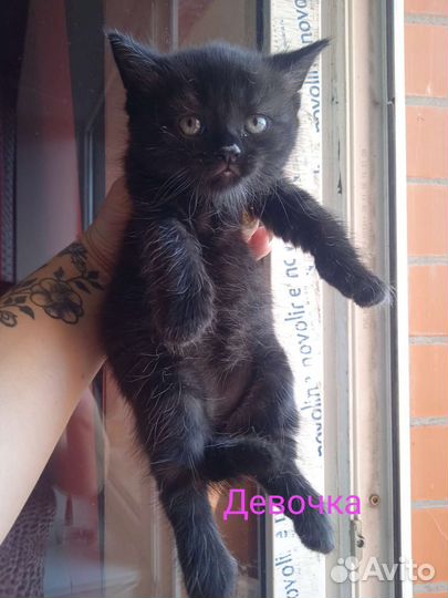 Кошка